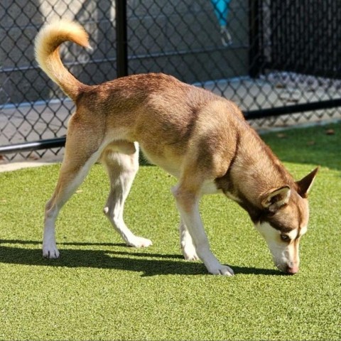 Dingo 4