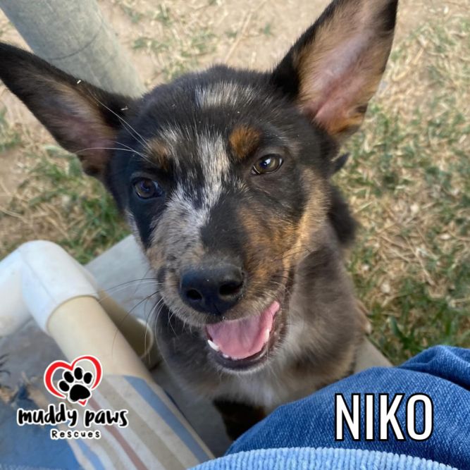 Niko