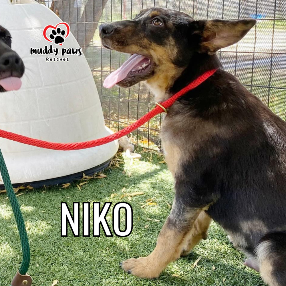 Niko