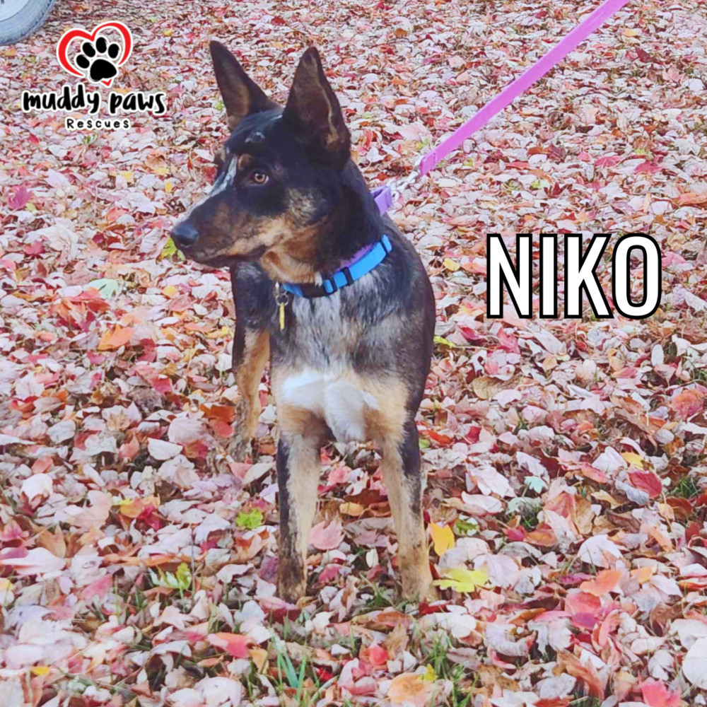 Niko