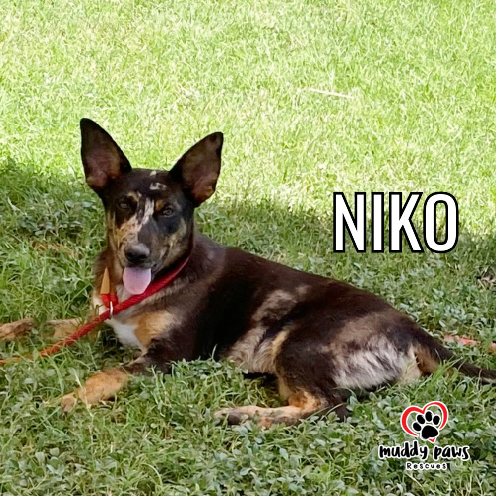 Niko