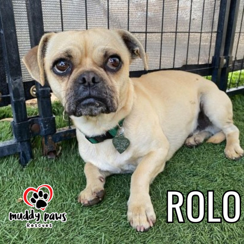 Rolo - No Longer Accepting Applications