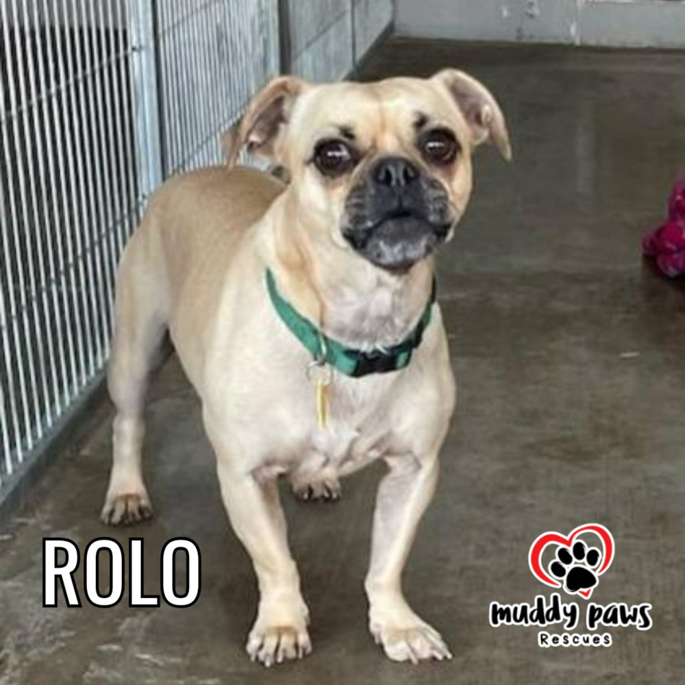 Rolo - No Longer Accepting Applications