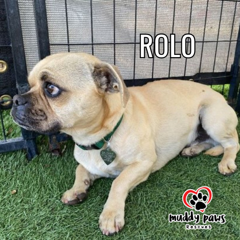 Rolo - No Longer Accepting Applications