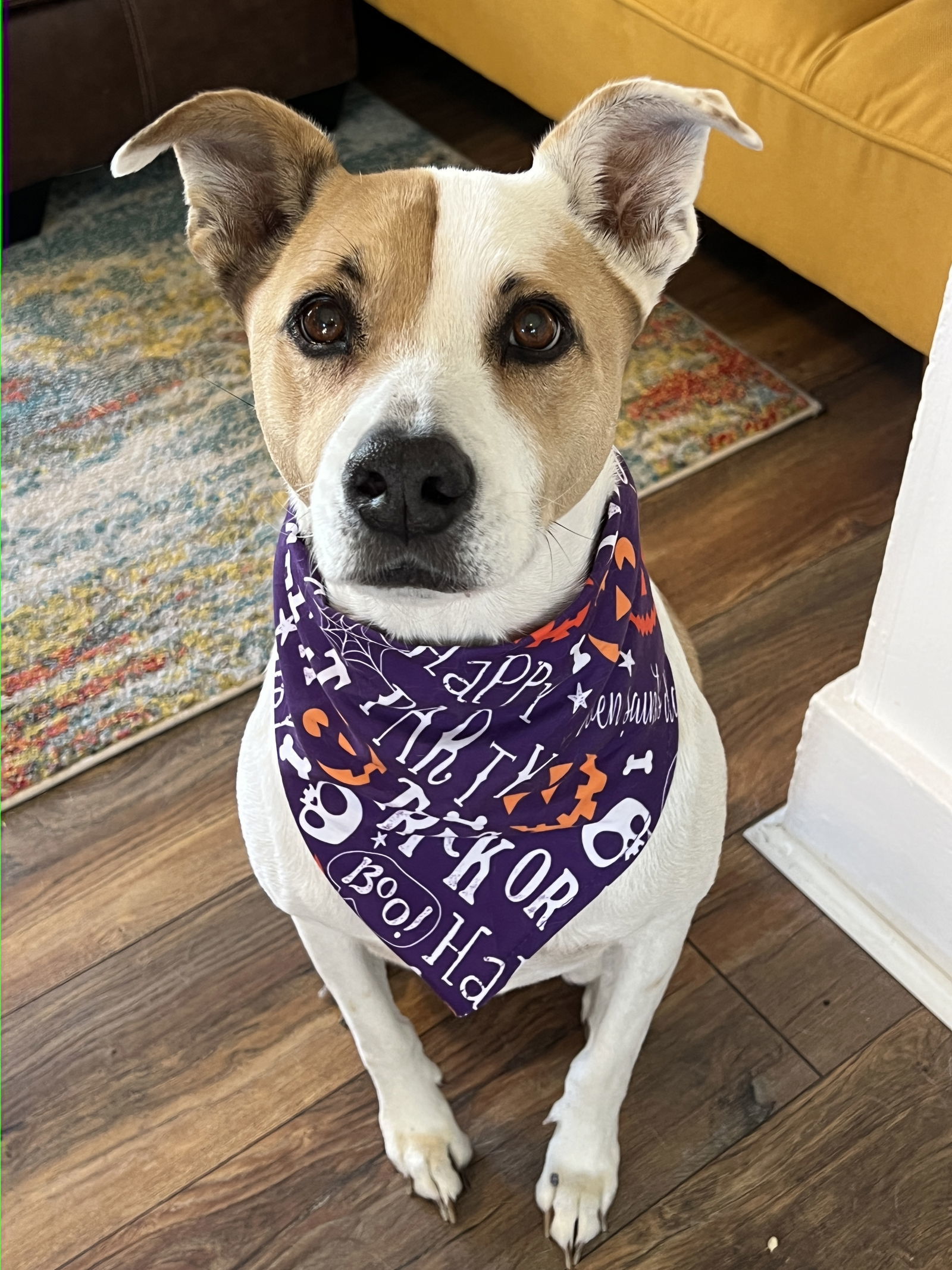 Gryffindor, an adoptable Terrier in Fort Collins, CO, 80524 | Photo Image 1