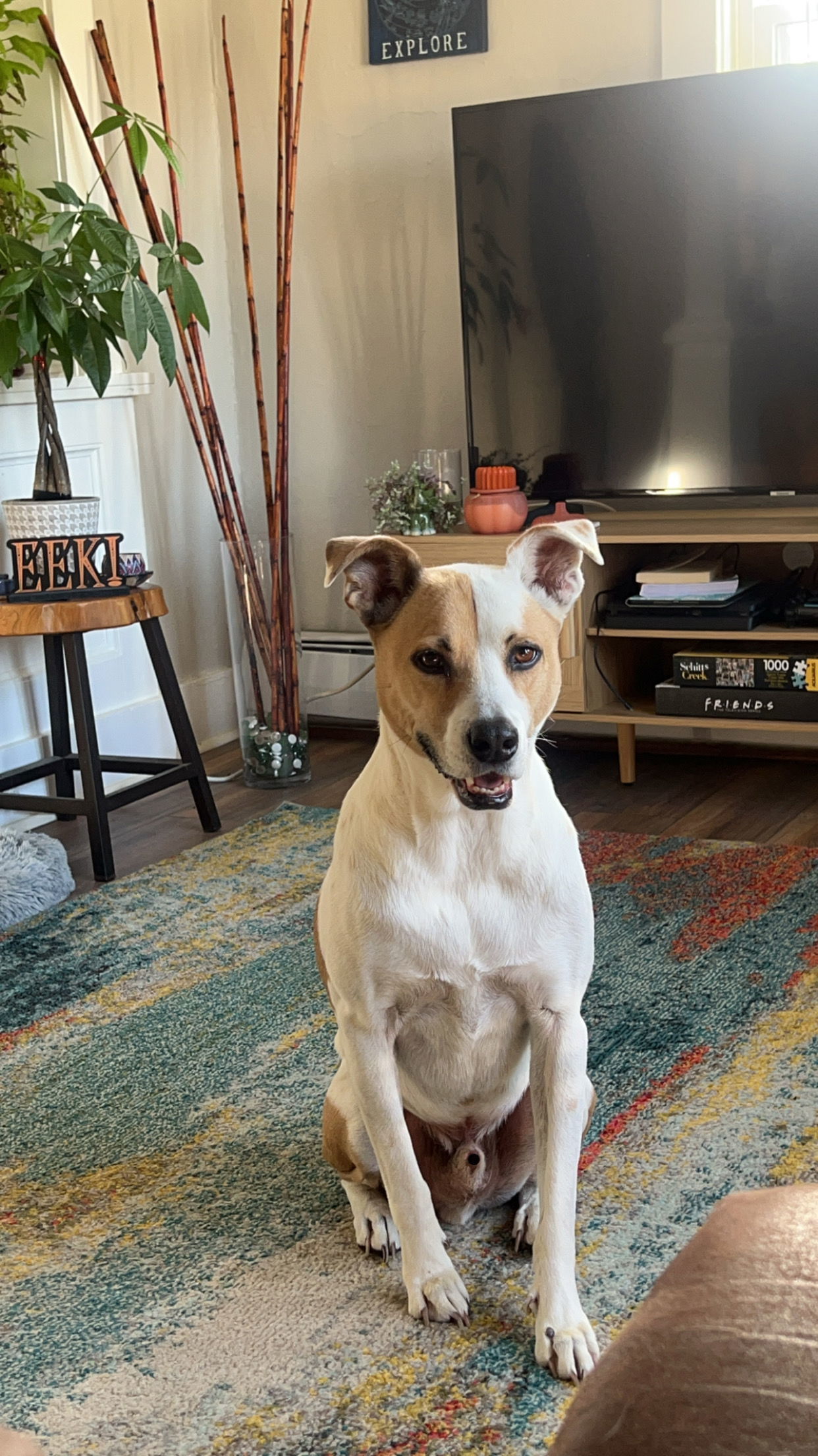 Gryffindor, an adoptable Terrier in Fort Collins, CO, 80524 | Photo Image 2