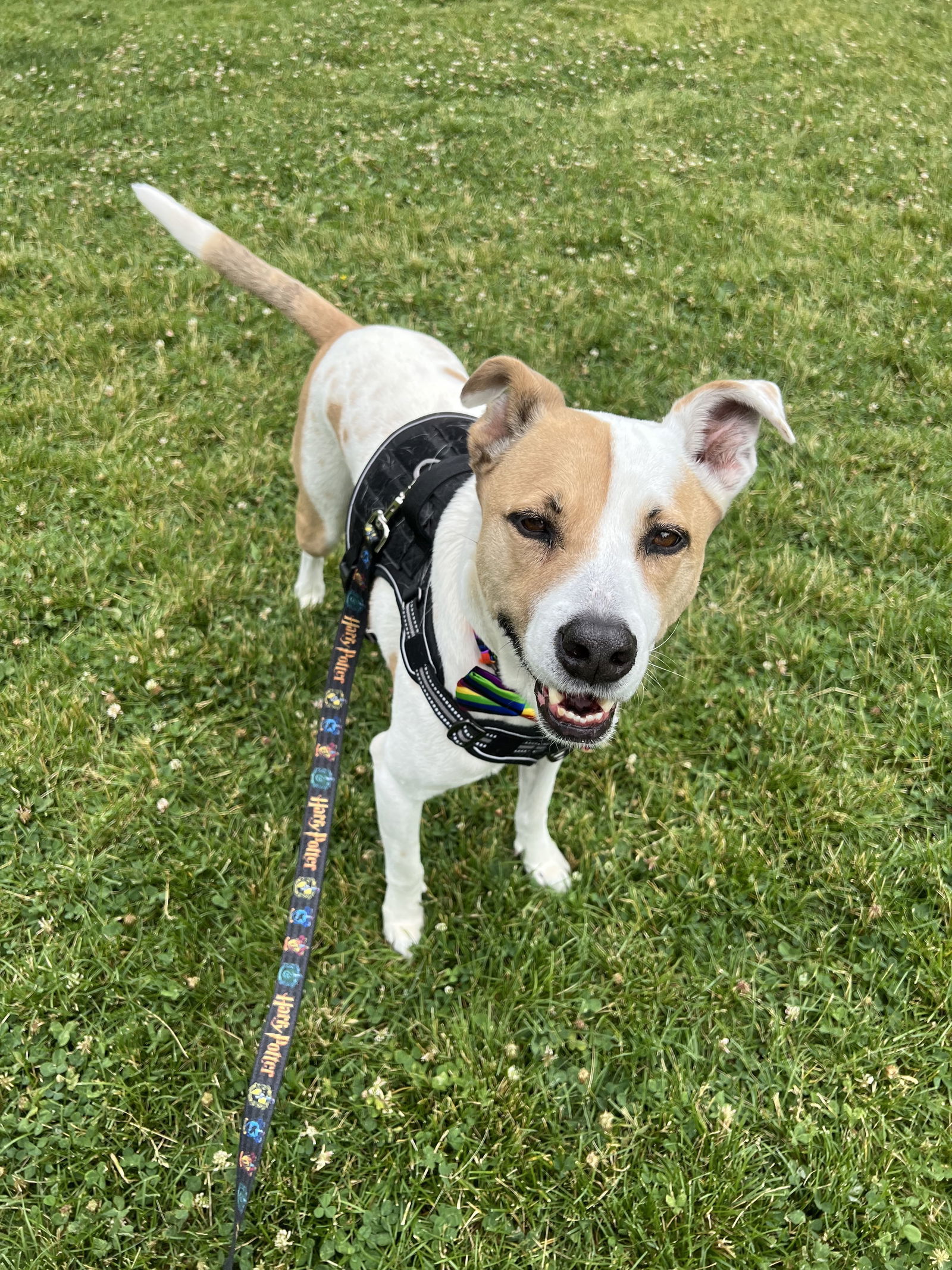 Gryffindor, an adoptable Terrier in Fort Collins, CO, 80524 | Photo Image 3