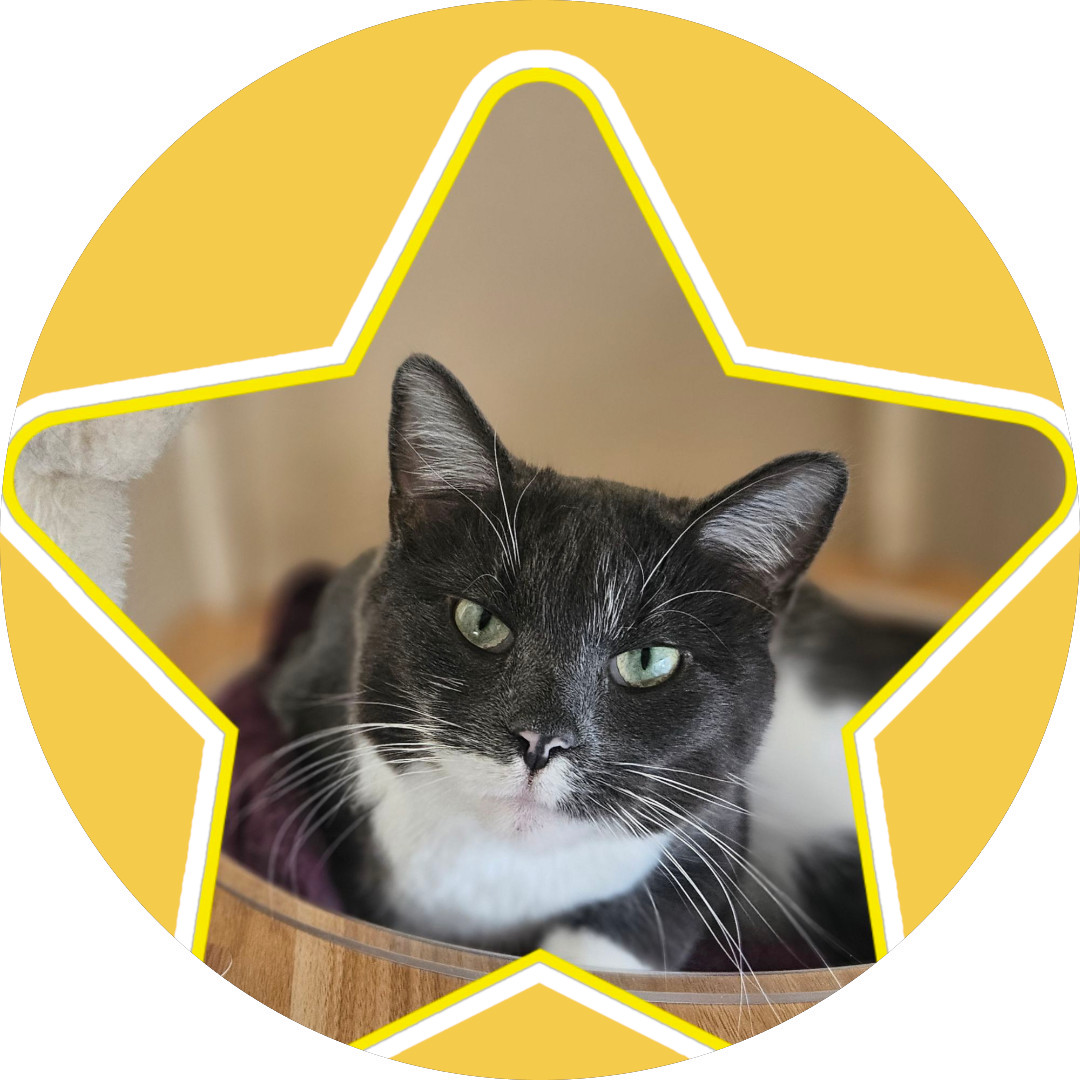 Golden, an adoptable Domestic Short Hair in Aurora, CO, 80012 | Photo Image 1