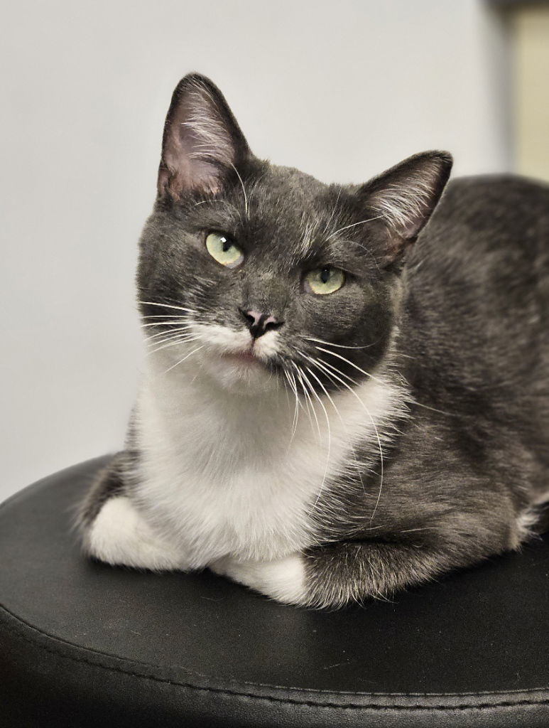 Golden, an adoptable Domestic Short Hair in Aurora, CO, 80012 | Photo Image 2