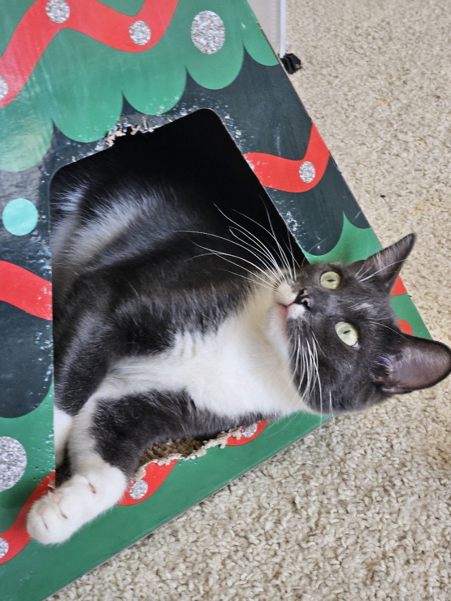 Golden, an adoptable Domestic Short Hair in Aurora, CO, 80012 | Photo Image 3