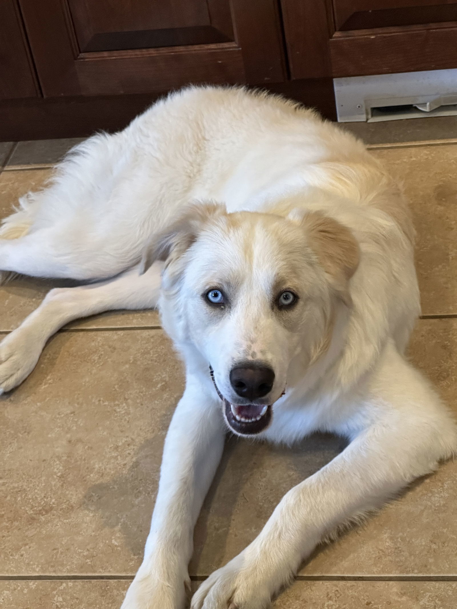 Toby, an adoptable Akbash, Border Collie in Bountiful, UT, 84010 | Photo Image 1