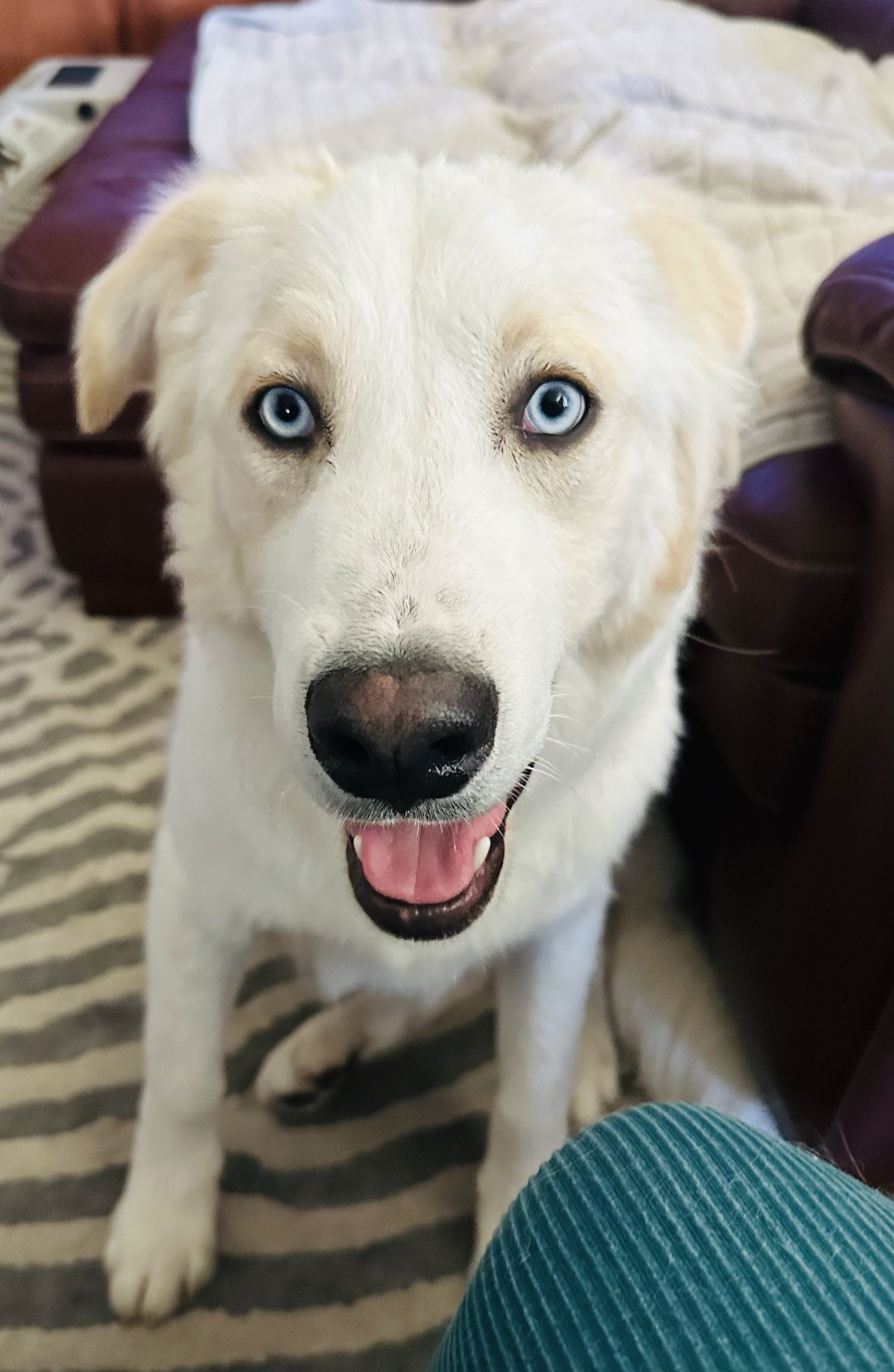 Toby, an adoptable Akbash, Border Collie in Bountiful, UT, 84010 | Photo Image 2