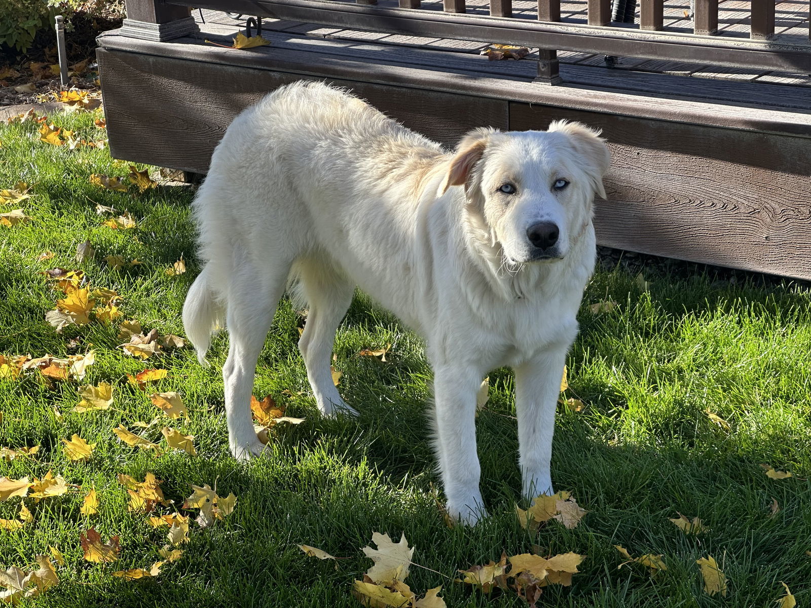 Toby, an adoptable Akbash, Border Collie in Bountiful, UT, 84010 | Photo Image 3