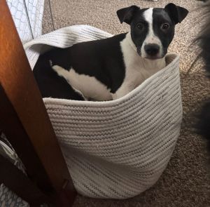 Poncho, Baby Male Terrier