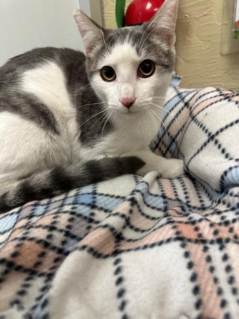 Patches, an adoptable Tabby in Parlier, CA, 93648 | Photo Image 1