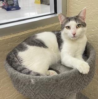 Patches, an adoptable Tabby in Parlier, CA, 93648 | Photo Image 1
