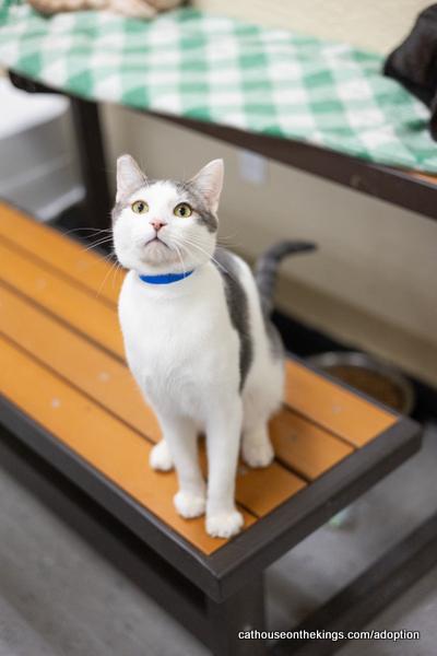 Patches, an adoptable Tabby in Parlier, CA, 93648 | Photo Image 1