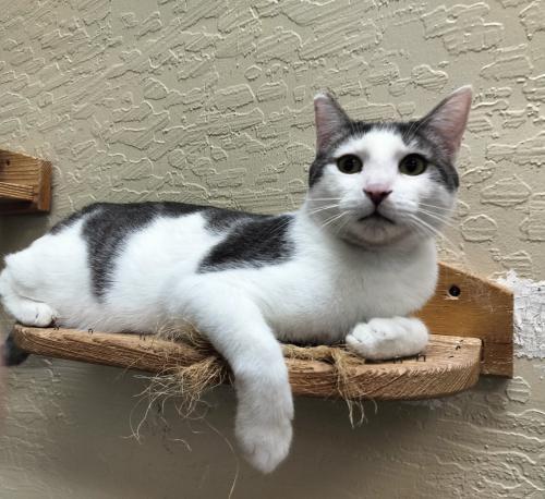 Patches, an adoptable Tabby in Parlier, CA, 93648 | Photo Image 2