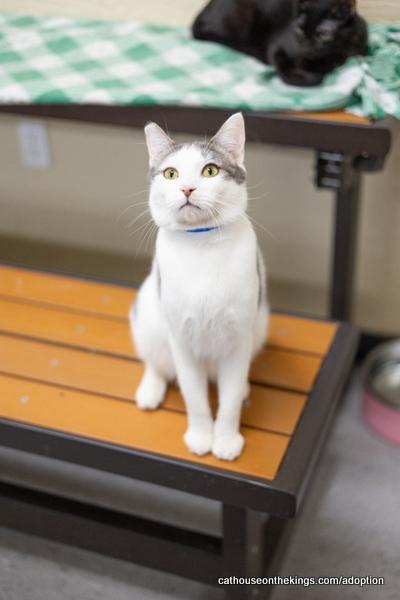 Patches, an adoptable Tabby in Parlier, CA, 93648 | Photo Image 2