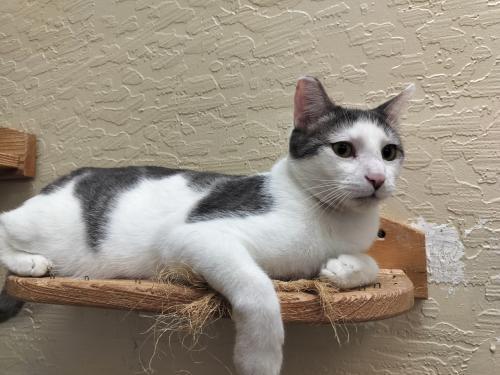 Patches, an adoptable Tabby in Parlier, CA, 93648 | Photo Image 3