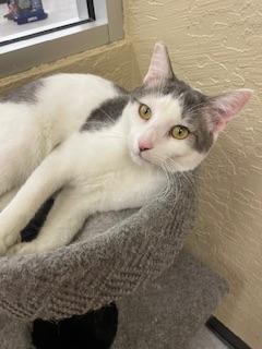 Patches, an adoptable Tabby in Parlier, CA, 93648 | Photo Image 4
