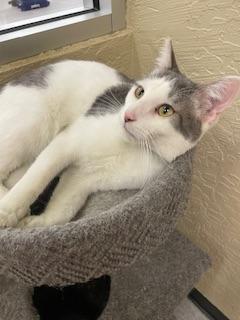 Patches, an adoptable Tabby in Parlier, CA, 93648 | Photo Image 5