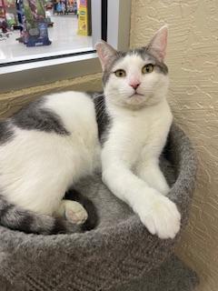 Patches, an adoptable Tabby in Parlier, CA, 93648 | Photo Image 6