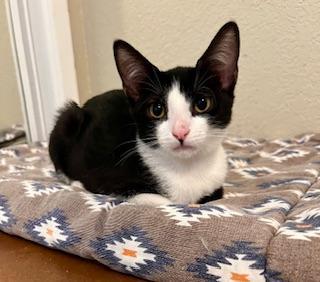 Little Lucy, an adoptable Domestic Short Hair in Parlier, CA, 93648 | Photo Image 1