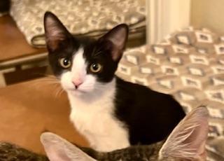 Little Lucy, an adoptable Domestic Short Hair in Parlier, CA, 93648 | Photo Image 2