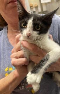 Little Lucy, an adoptable Domestic Short Hair in Parlier, CA, 93648 | Photo Image 4