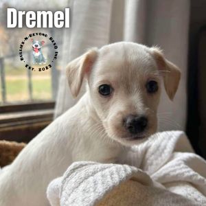 Habitat Litter: Dremel