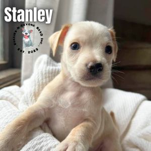 Habitat Litter: Stanley