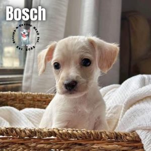 Habitat Litter: Bosch