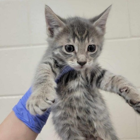 Valley, an adoptable Domestic Medium Hair in Reno, NV, 89502 | Photo Image 1