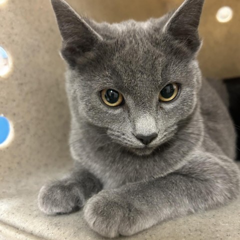 Simon, an adoptable Domestic Short Hair in Reno, NV, 89502 | Photo Image 1