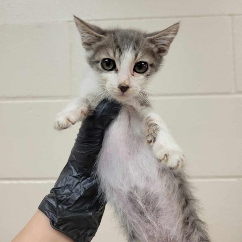 Blueberry Crumble, an adoptable Domestic Short Hair in Reno, NV, 89502 | Photo Image 1