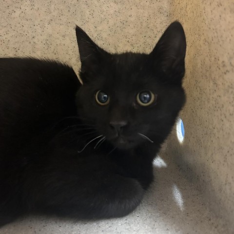 Scotty, an adoptable Domestic Short Hair in Reno, NV, 89502 | Photo Image 1