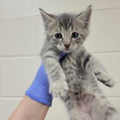 Cliff, an adoptable Domestic Medium Hair in Reno, NV, 89502 | Photo Image 1