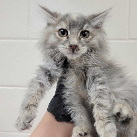 Miso, an adoptable Domestic Long Hair in Reno, NV, 89502 | Photo Image 1