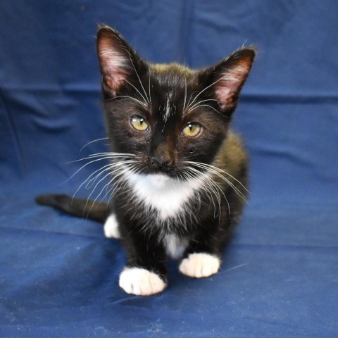 Milkyway (24-3S-1), an adoptable Domestic Short Hair in Rifle, CO, 81650 | Photo Image 2