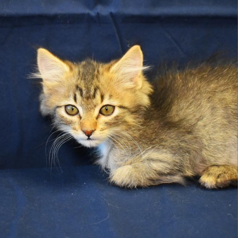 Elena (24-3O-1), an adoptable Domestic Medium Hair in Rifle, CO, 81650 | Photo Image 1