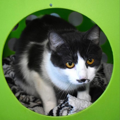 Tally (24-3F-mom), an adoptable Domestic Short Hair in Rifle, CO, 81650 | Photo Image 1