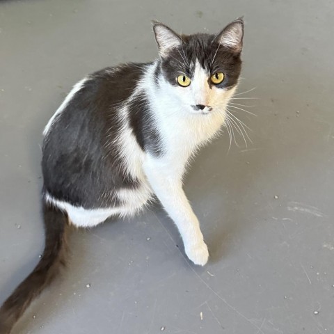 Tally (24-3F-mom), an adoptable Domestic Short Hair in Rifle, CO, 81650 | Photo Image 2