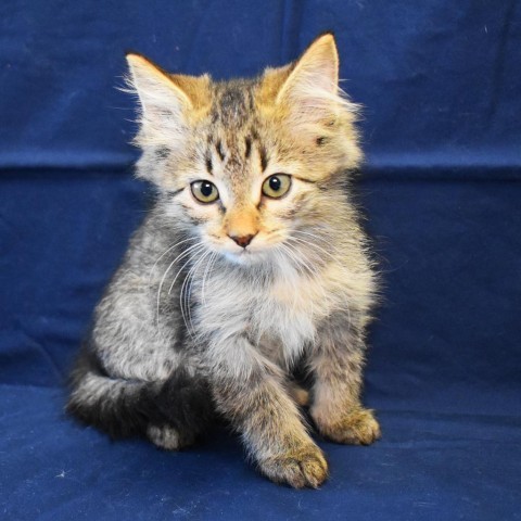 Rebekah (24-3O-6), an adoptable Domestic Medium Hair in Rifle, CO, 81650 | Photo Image 1