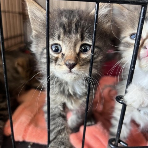 Rebekah (24-3O-6), an adoptable Domestic Medium Hair in Rifle, CO, 81650 | Photo Image 2