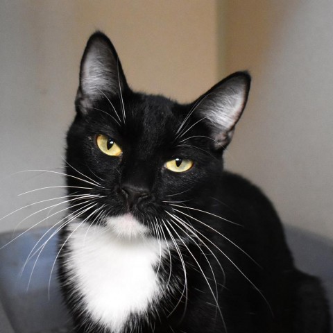 3 Musketeers (24-3S-Mom), an adoptable Domestic Short Hair in Rifle, CO, 81650 | Photo Image 1