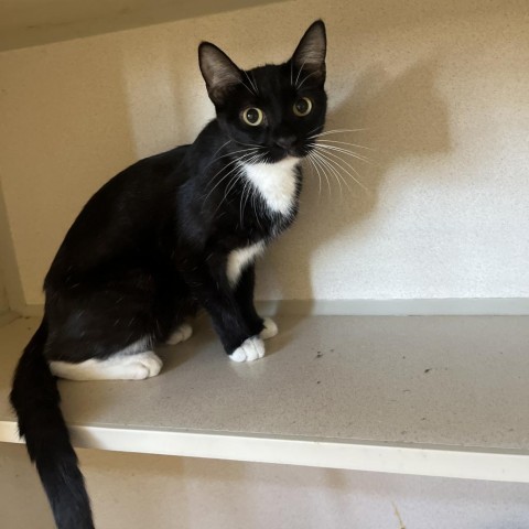 3 Musketeers (24-3S-Mom), an adoptable Domestic Short Hair in Rifle, CO, 81650 | Photo Image 2