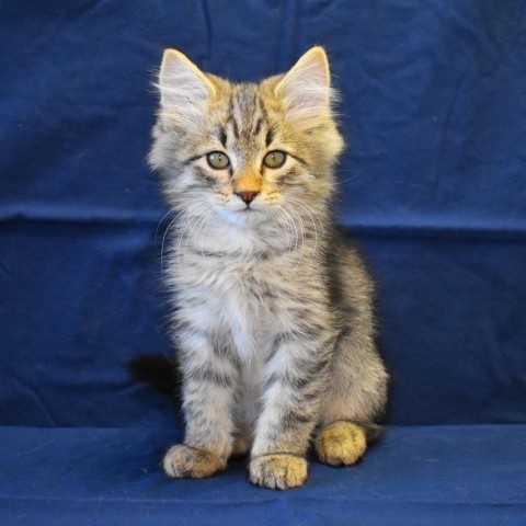 Stefan (24-3O-2), an adoptable Domestic Medium Hair in Rifle, CO, 81650 | Photo Image 1