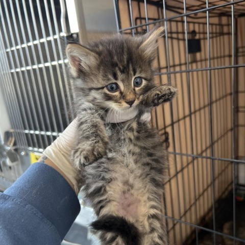 Stefan (24-3O-2), an adoptable Domestic Medium Hair in Rifle, CO, 81650 | Photo Image 2