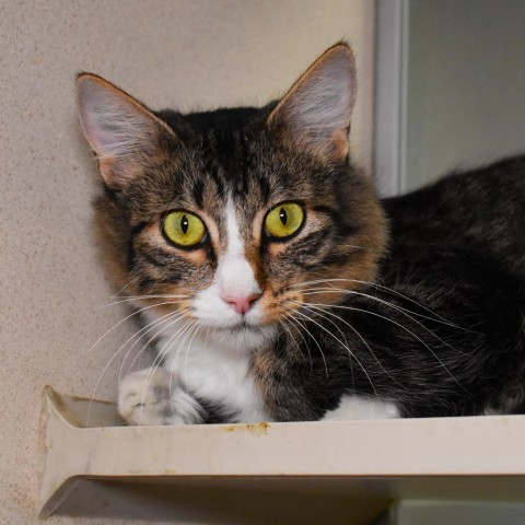 Esther (24-3O-Mom), an adoptable Domestic Medium Hair in Rifle, CO, 81650 | Photo Image 1